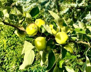 Traditional Kalmar House Close To The Beach - 3