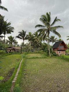 Tetebatu Rice field bliss - Tetebatu - 9