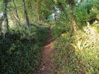 Passion Flower Cottage - E1468 - Stowford - 6