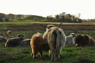 Cattle And Horses At Lundstedet At Skovsgaard - 8
