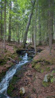 Ruheort mitten im Wald - Eibenstock - 9