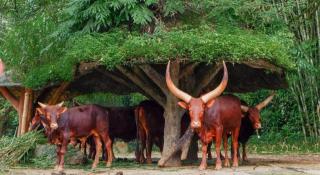 SURGA DIRGA RESORT - 1