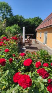 Küstenblüte - 8