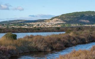 Les 1000 Vignes - Frontignan - 1