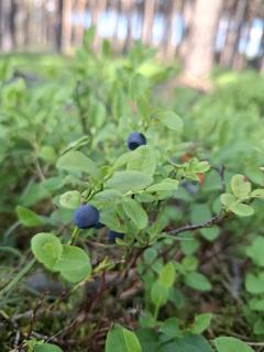 Apartament z ogrodem w Sercu Puszczy Noteckiej - Kraina 100 Jezior!!! - 5