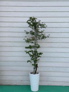 D Lu lu Homestay, great location, good spaces - 4