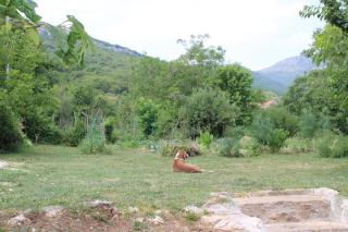 Spacious Holiday Home - Serene Nature Retreat Near The Coast - Herceg-Novi - 4