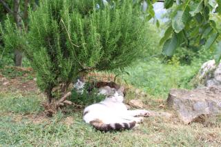 Spacious Holiday Home - Serene Nature Retreat Near The Coast - Herceg-Novi - 3