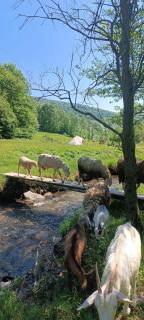 Into the Wild - Brovello-Carpugnino - 7