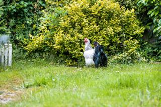 Gästehaus Ziegler - 1