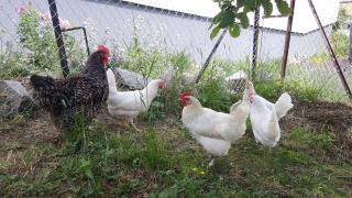 Ferienwohnung Pusteblume - Forbach - 8