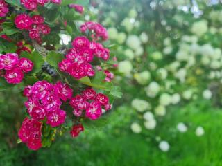 Kêr Neizh Breizh - Gîtes de Charme - Le Petit Châtelier - 3