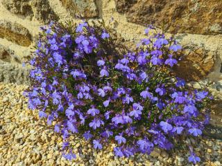 Kêr Neizh Breizh - Gîtes de Charme - Le Petit Châtelier - 7