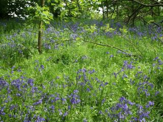 Alban - Linlithgow - 3