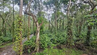 Divin home stay - Madikeri - 4