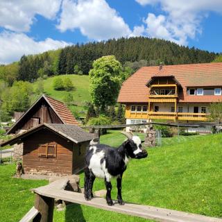 Hoferpeterhof - Bad Peterstal-Griesbach - 3