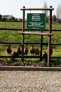 Rivier-Plesier Cottage at Riggton River Farm - Bonnievale - 3