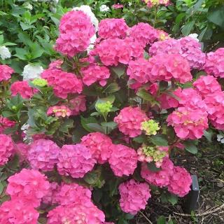 Au Mont D'en Face - Les Hortensias - Roz-sur-Couesnon - 9