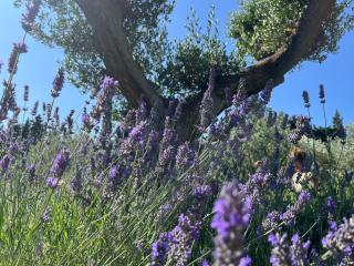 Mas de Nonin St Rémy de Provence - Noves - 7