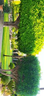 CASA JOAN - Elche - 9