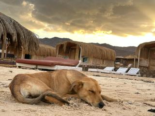 Friends Camp - Taba - 6