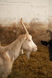 Agriturismo Soreie - Farmstay - 1