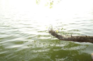River Loom - Kovalam - 7