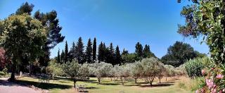 Domaine Au Coeur des Alpilles - Maussane les Alpilles - 5