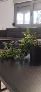 Bills house - Nea Makri - 7