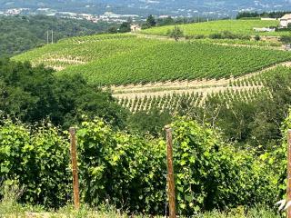 Au Cœur des Vignes - Malleval - 5