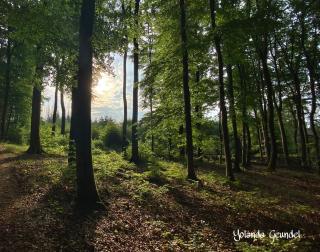 Frühstückspension Zur Krone - Bad Endbach - 9