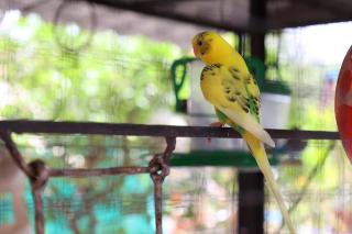 Coconut Lagoon Agro Resort - Parbhani - 5
