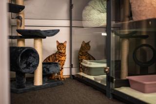 Meow Hotel - Luxusný hotel pre mačky v Piešťanoch - Piešťany - 0