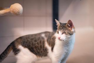 Meow Hotel - Luxusný hotel pre mačky v Piešťanoch - Piešťany - 7