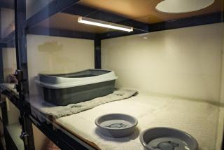 Meow Hotel - Luxusný hotel pre mačky v Piešťanoch - Piešťany - 6
