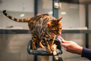 Meow Hotel - Luxusný hotel pre mačky v Piešťanoch - Piešťany - 4