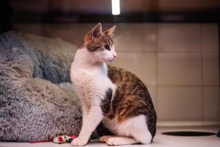 Meow Hotel - Luxusný hotel pre mačky v Piešťanoch - Piešťany - 1