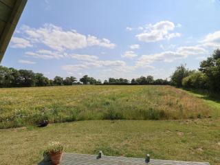 Oak Tree - Woodbridge - 2