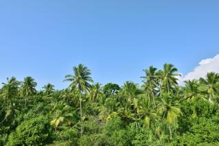 Sheraton Kosgoda Turtle Beach Resort - Bentota - 8