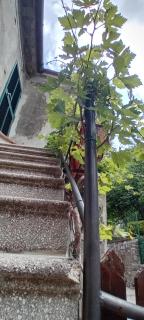 Nicolas House - Campiglia dʼOrcia - 6