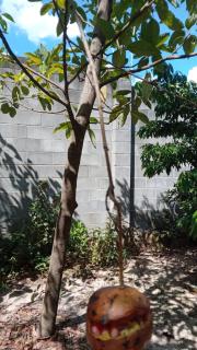 Casa com piscina, espaço amplo e aconchegante - Santa Bárbara dʼOeste - 9