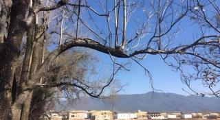 Lijiang Peach Hostel - Lijiang - 3