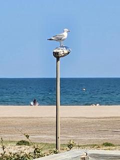 La mouette Clim vue mer accès plage direct - 0