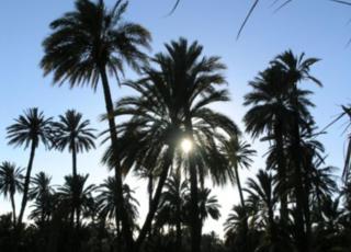 Oasis Ilicitano - Elx - 9