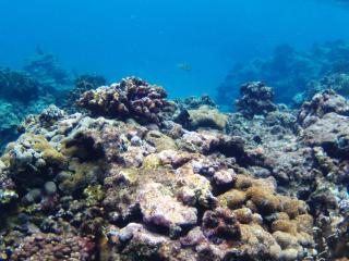 藍嶼休閒民宿 - Lanyu - 2