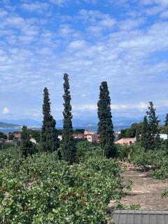 Pistachio House - Egina - 1