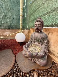 T3 Le Frangipanier - Terrasse Jardin & Jacuzzi - 3