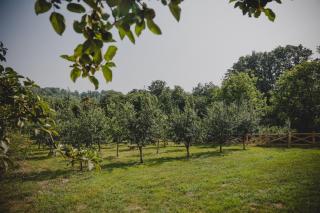 Stara kuća i brvnara - Velereč - 2