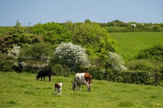 Eddington Lodge Cosy Cabin near Bude Beaches - 5