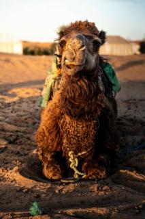 Iconic Luxe Camp - Merzouga - 4